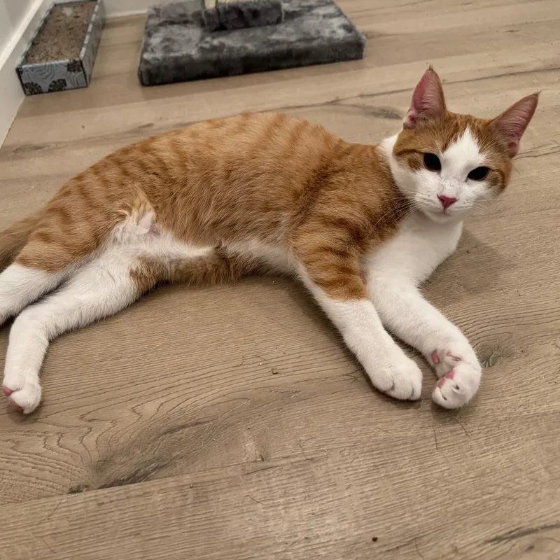 Theodore thumbnail 2