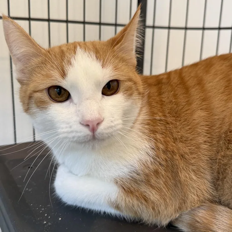 Theodore thumbnail 3