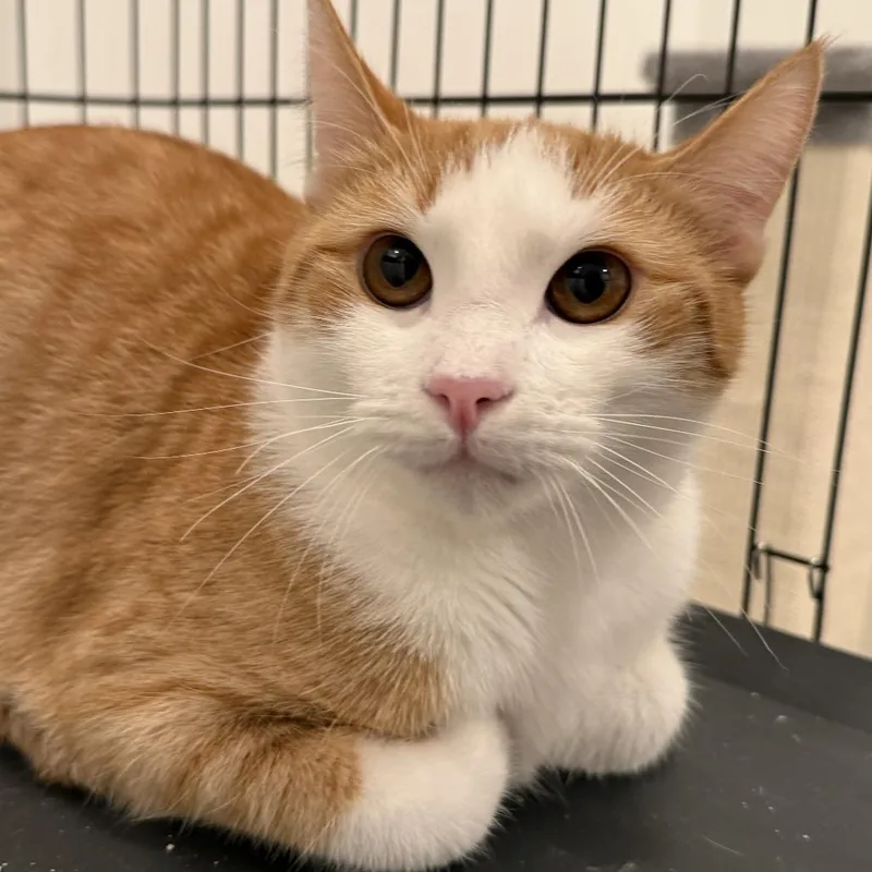 Theodore thumbnail 4