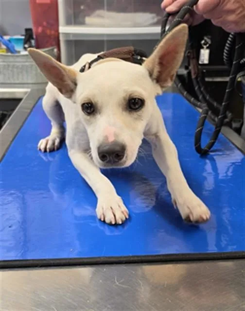 A young small-sized male Parson Russell Terrier dog named Courage for adoption in Phoenix, AZ