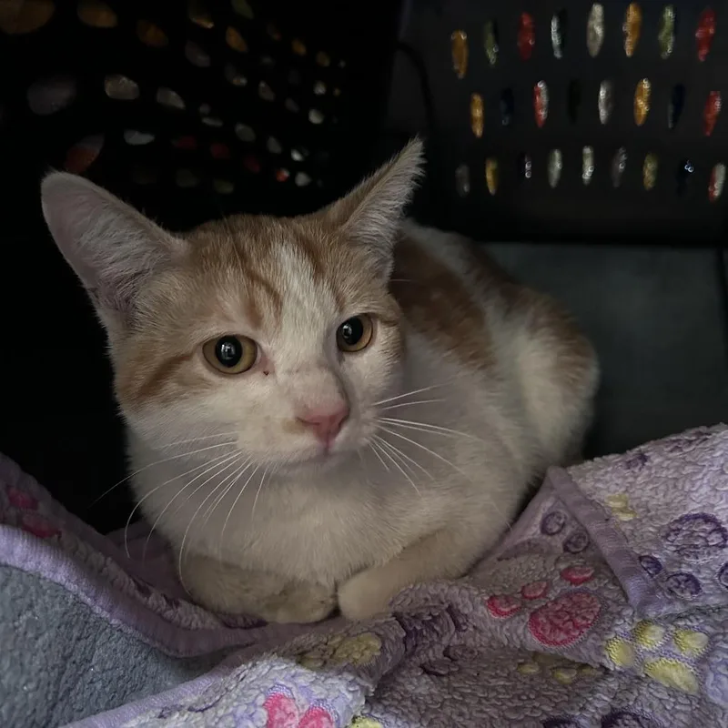 A young medium-sized male Orange / Red Domestic Short Hair cat named Kirk for adoption in Chino Hills, CA