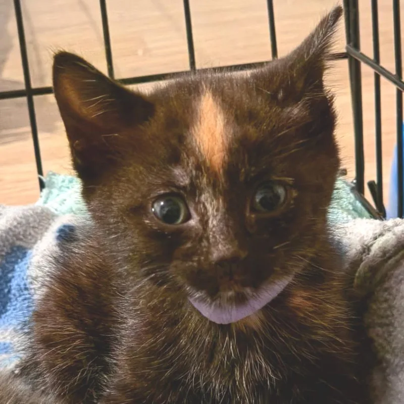 A baby small-sized female Black Domestic Short Hair cat named Sourpatch for adoption in Newport News, VA
