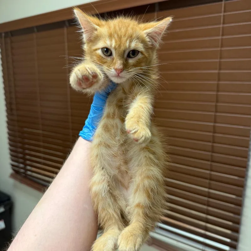 A baby small-sized male Domestic Short Hair cat named Beckham for adoption in Birmingham, AL