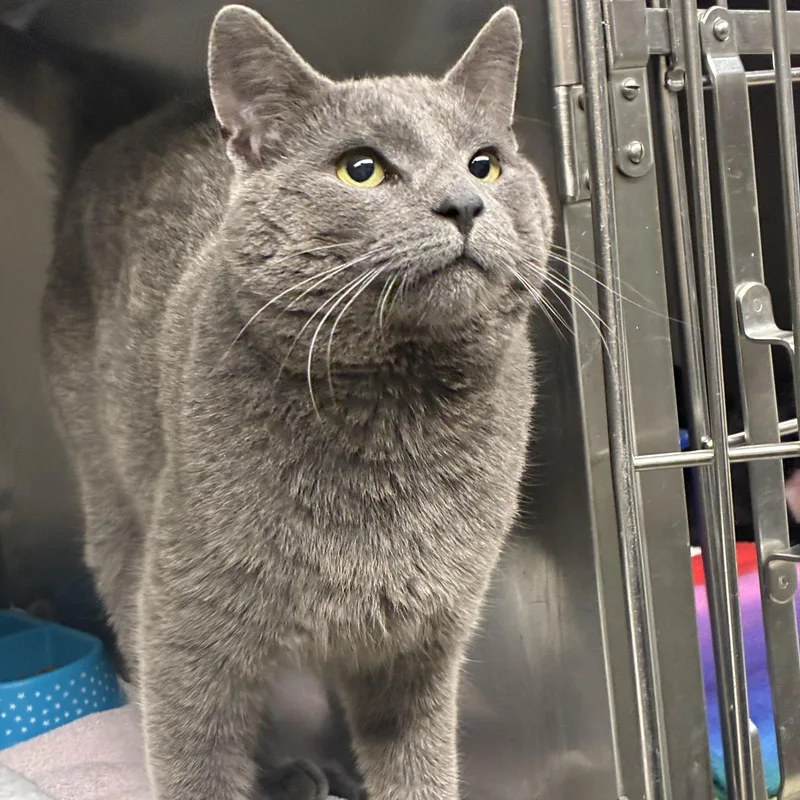 An adult medium-sized male Gray / Blue / Silver Domestic Short Hair cat named Mr.gray for adoption in Media, PA
