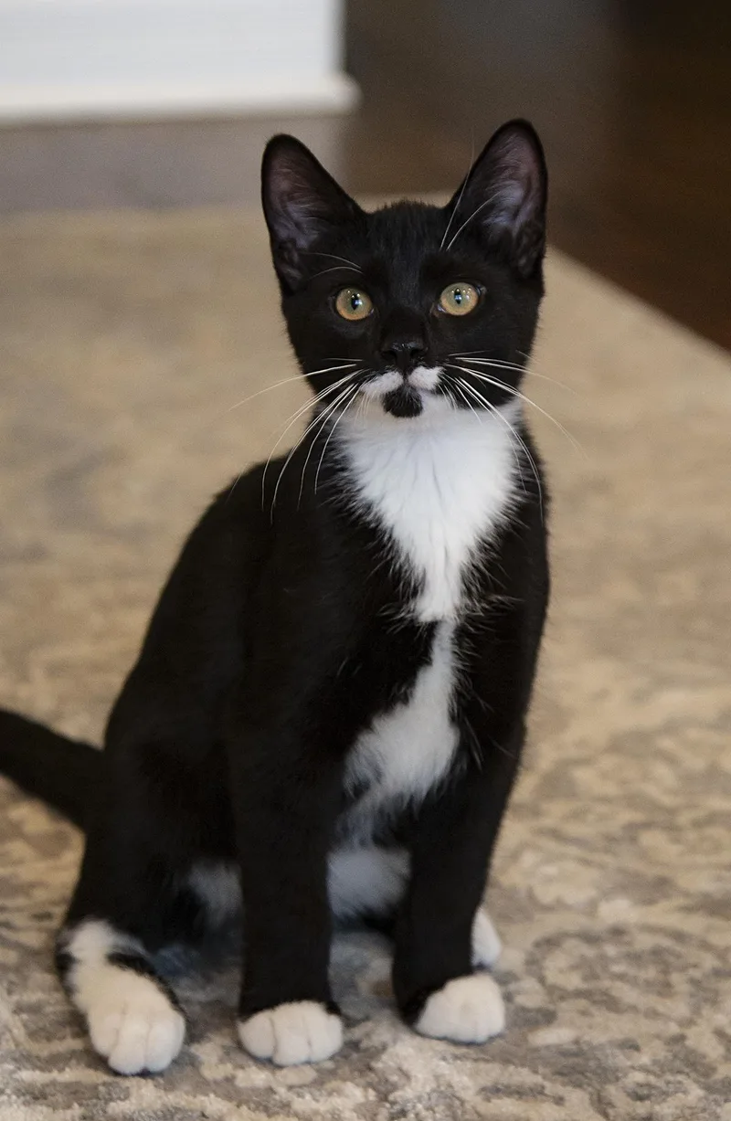 A baby medium-sized male Black & White / Tuxedo Domestic Short Hair cat named Pip for adoption in Chicago, IL