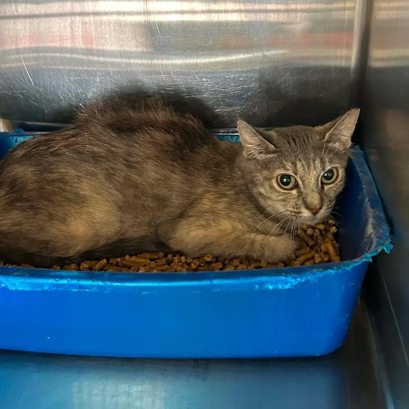 An adult small-sized male Gray / Blue / Silver Domestic Short Hair cat named Charlotte for adoption in Madill, OK