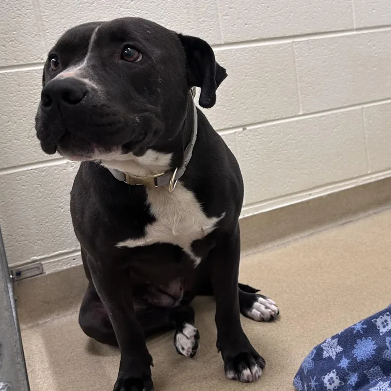 An adult medium-sized female Black Mixed Breed dog named Frankie Stein for adoption in Asheville, NC