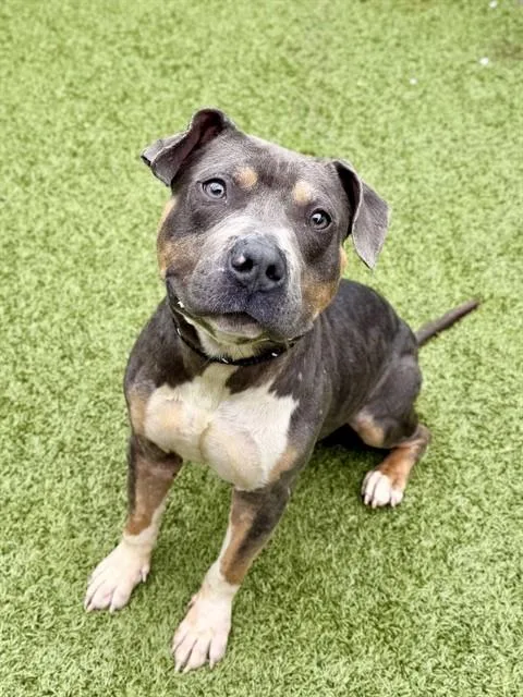 An adult medium-sized male Staffordshire Bull Terrier dog named Sarge for adoption in Olivette, MO