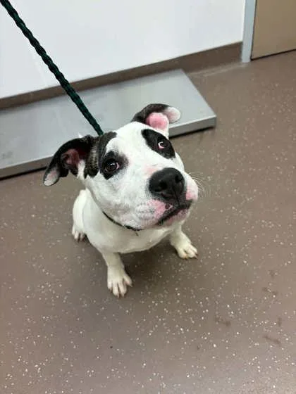 A baby medium-sized female Mixed Breed dog named Luna for adoption in South Bend, IN