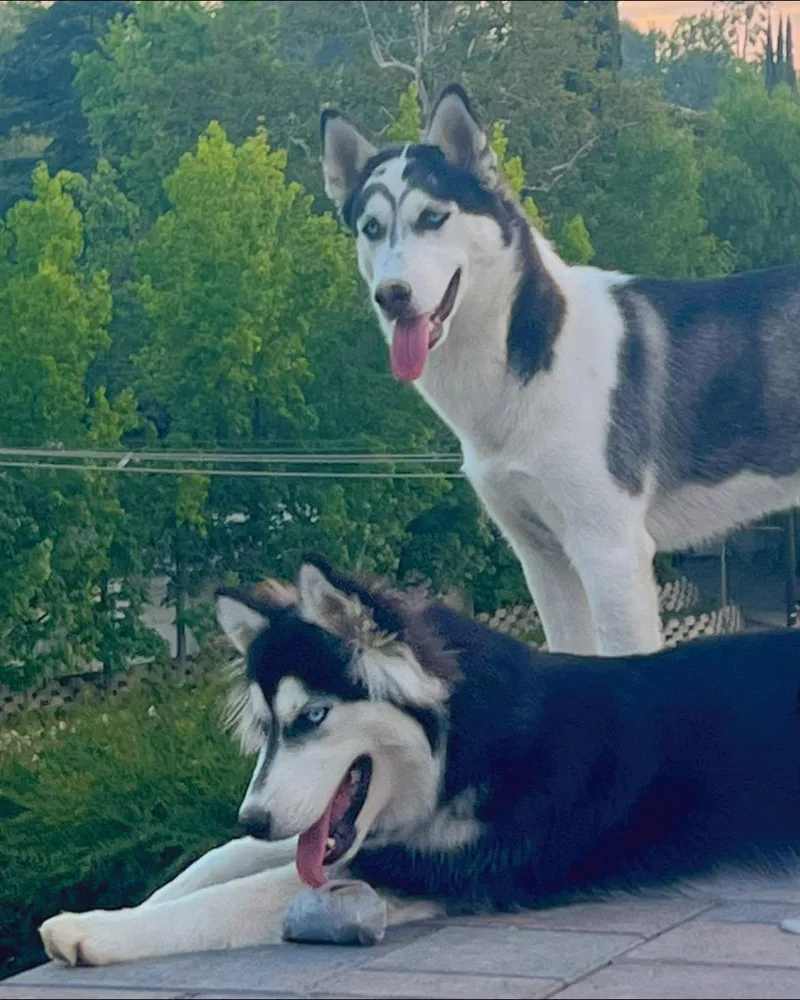 An adult medium-sized female White / Cream Siberian Husky dog named Storm and Joy for adoption in Menifee, CA