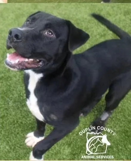 A young large-sized male Black Labrador Retriever dog named Abel for adoption in Chesapeake, VA