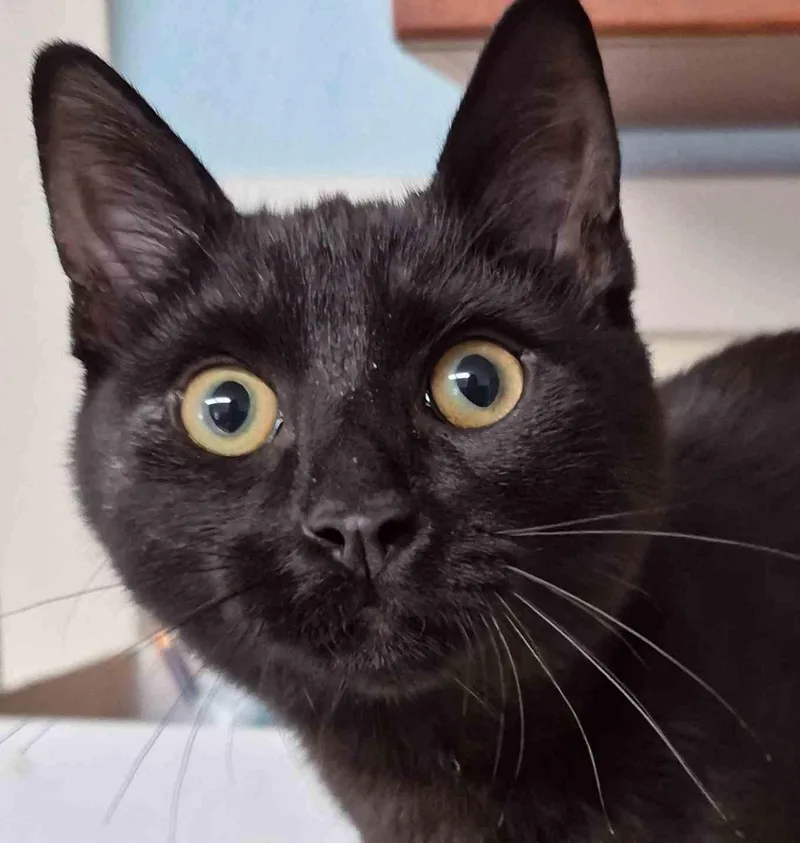 A young medium-sized male Domestic Short Hair cat named Oliver months for adoption in Sterling, MA