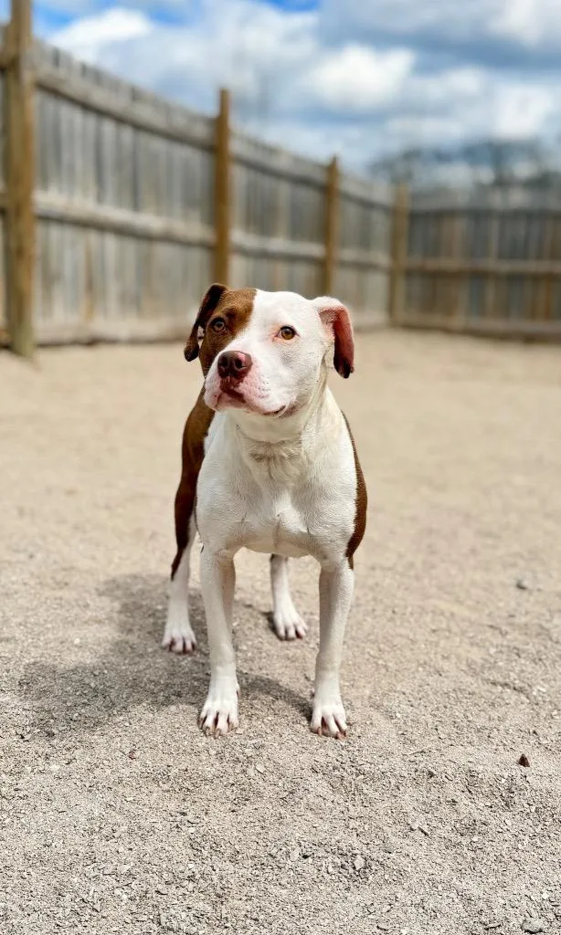 A young medium-sized female Mixed Breed dog named Scarlet for adoption in Muskegon, MI