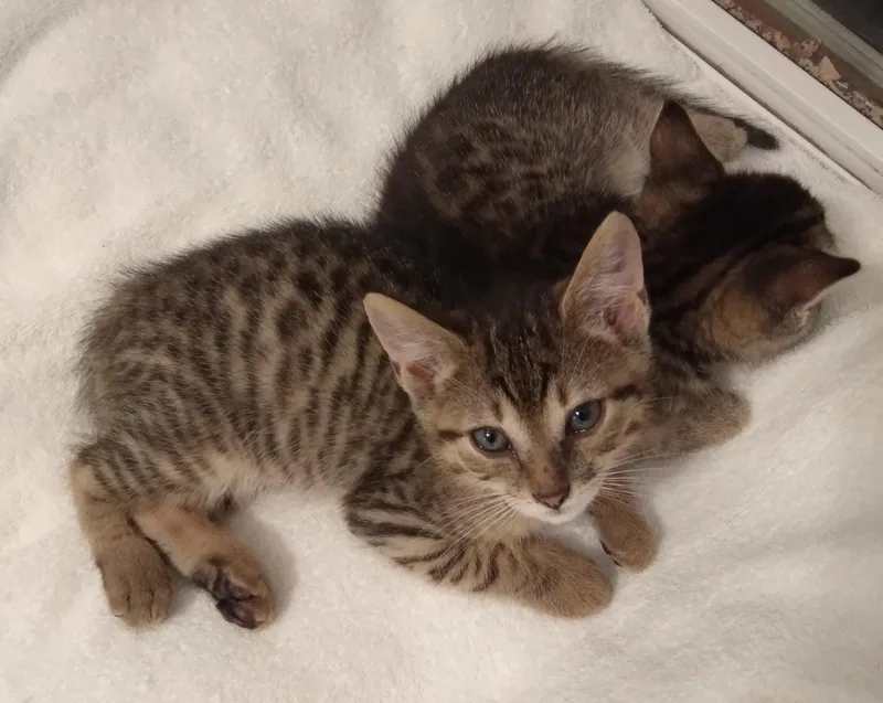 A baby medium-sized male Tabby (Tiger Striped) Tabby cat named Sonny for adoption in Nashville, TN