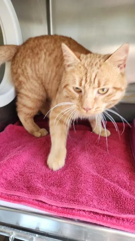 An adult medium-sized male Domestic Short Hair cat named Goose for adoption in Cortland, NY