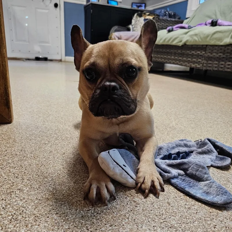 A young small-sized female French Bulldog dog named Good for adoption in Sunderland, MD