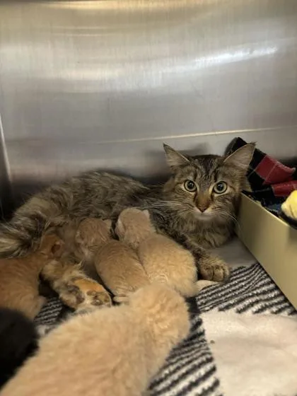 An adult medium-sized female Domestic Medium Hair cat named Olive Garden for adoption in Lafayette, IN