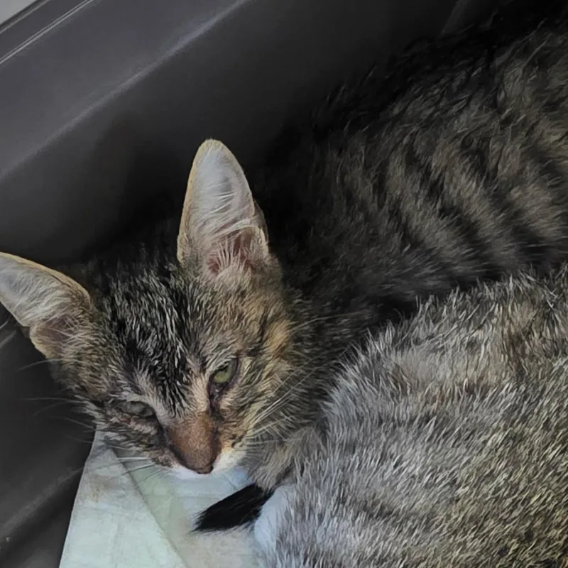 A baby small-sized female Brown / Chocolate Domestic Short Hair cat named Velma for adoption in Chapel Hill, NC