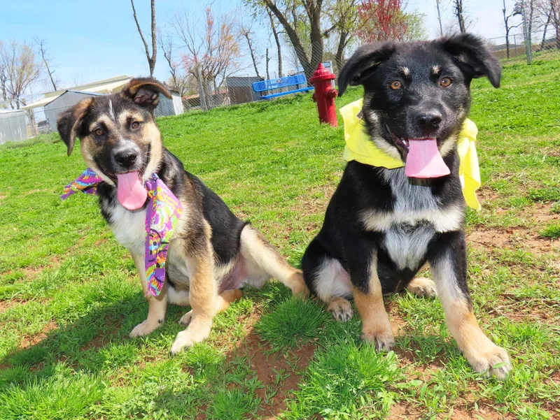 Gretel  Cb  thumbnail 3