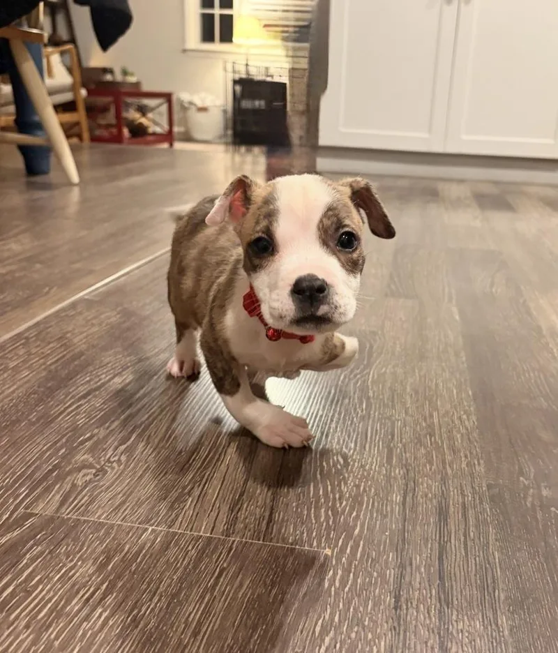 A baby medium-sized male Pit Bull Terrier dog named IHop for adoption in Wake Forest, NC