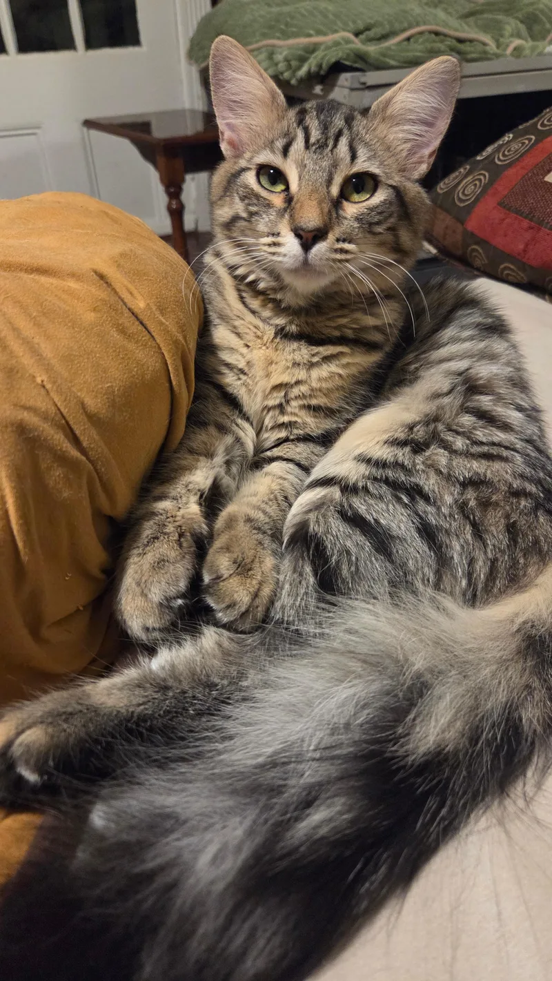 A baby medium-sized female Domestic Short Hair cat named Cherry for adoption in Melrose, MA