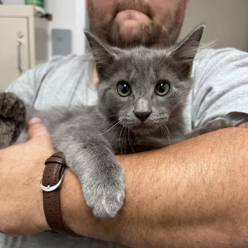 A young small-sized male Gray / Blue / Silver Domestic Medium Hair cat named Earl Grey for adoption in Mount Gilead, NC