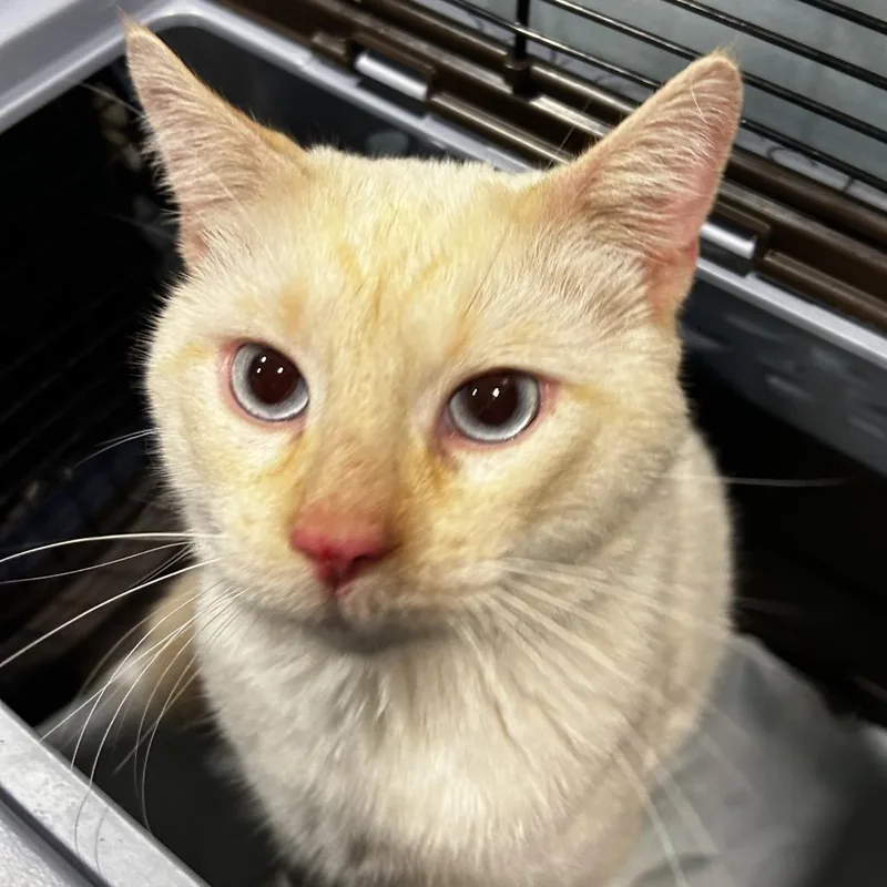 An adult large-sized male Domestic Short Hair cat named Cool Ranch for adoption in Chattanooga, TN