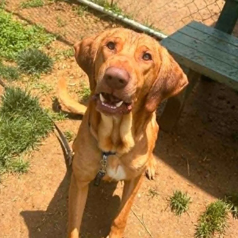 An adult medium-sized male Hound dog named Davey for adoption in New Castle, DE