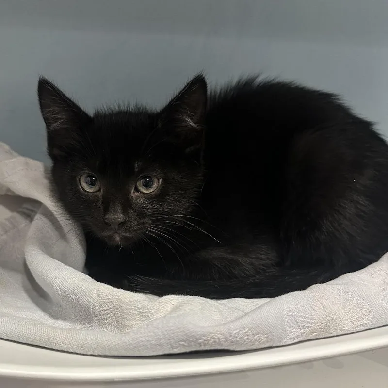 A baby small-sized male Black Domestic Short Hair cat named Pepperjack for adoption in Chattanooga, TN