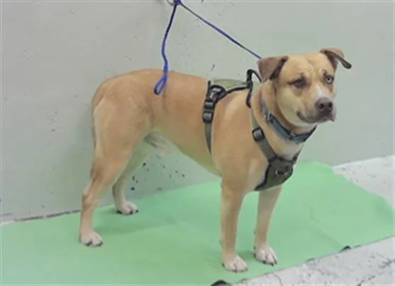 An adult medium-sized male Labrador Retriever dog named Dexter for adoption in Houston, TX