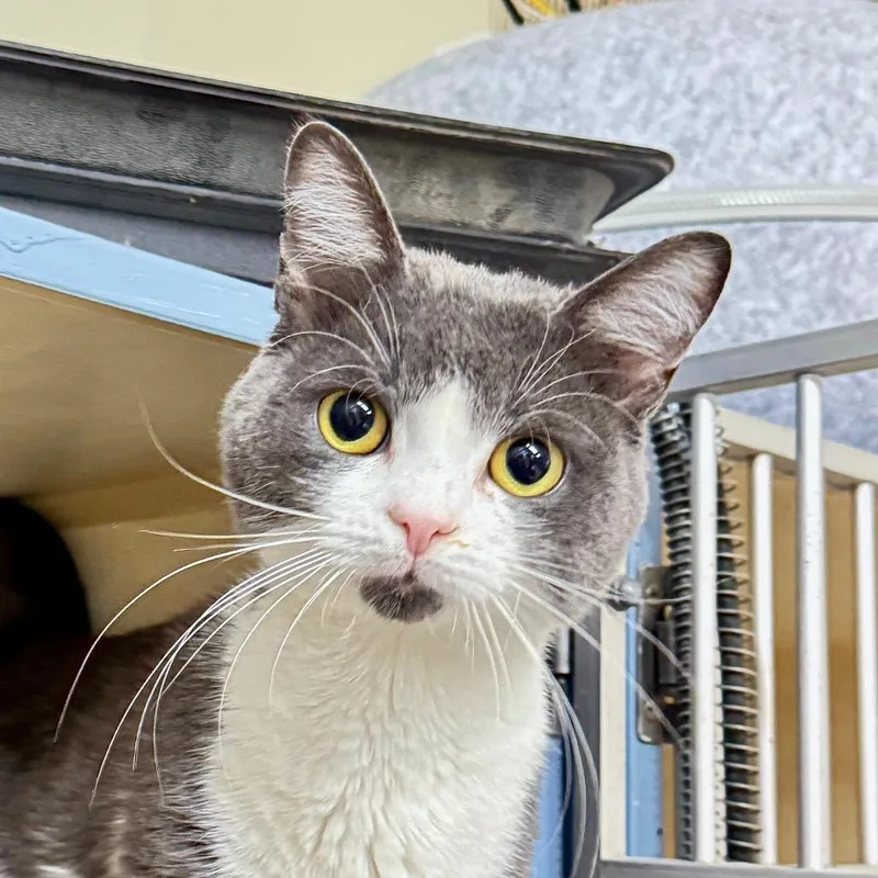 A baby medium-sized male Domestic Short Hair cat named Stewie for adoption in Battle Creek, MI