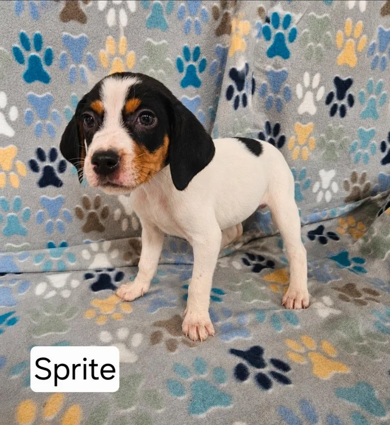 A baby medium-sized female English Coonhound dog named Sprite for adoption in Wabash, IN