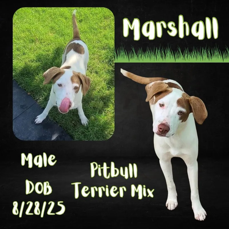 Marshall