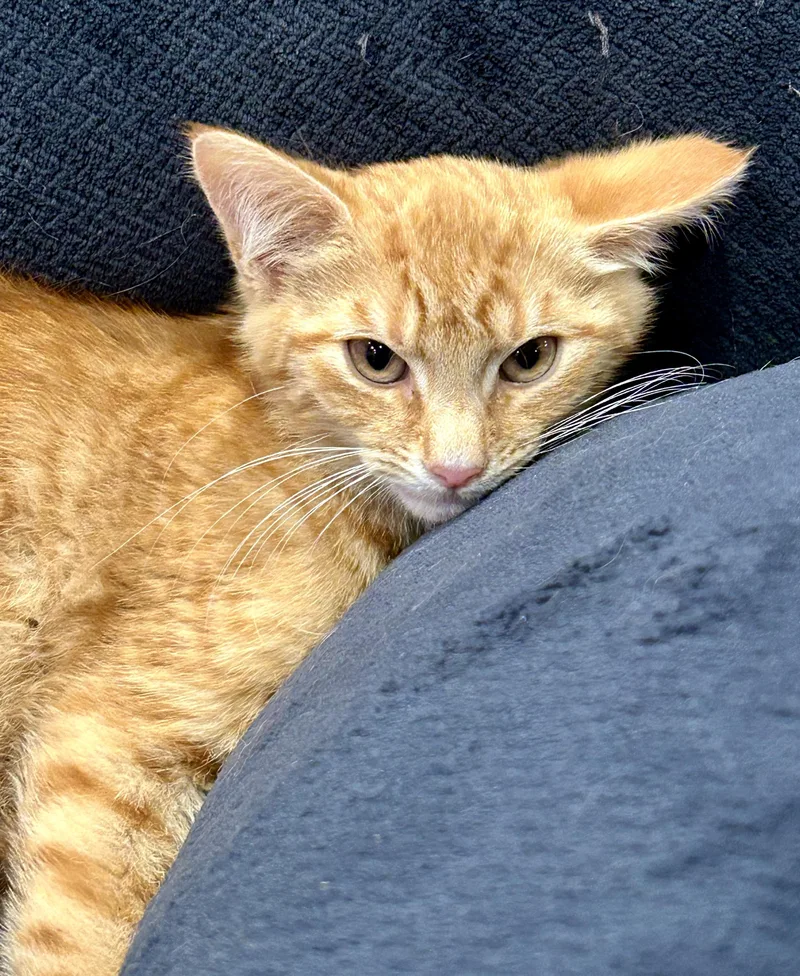 A baby medium-sized male Domestic Medium Hair cat named Benny Box for adoption in Ontario, NY