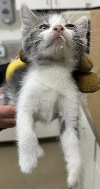 A baby small-sized male Domestic Short Hair cat named Charlie for adoption in Santa Maria, CA
