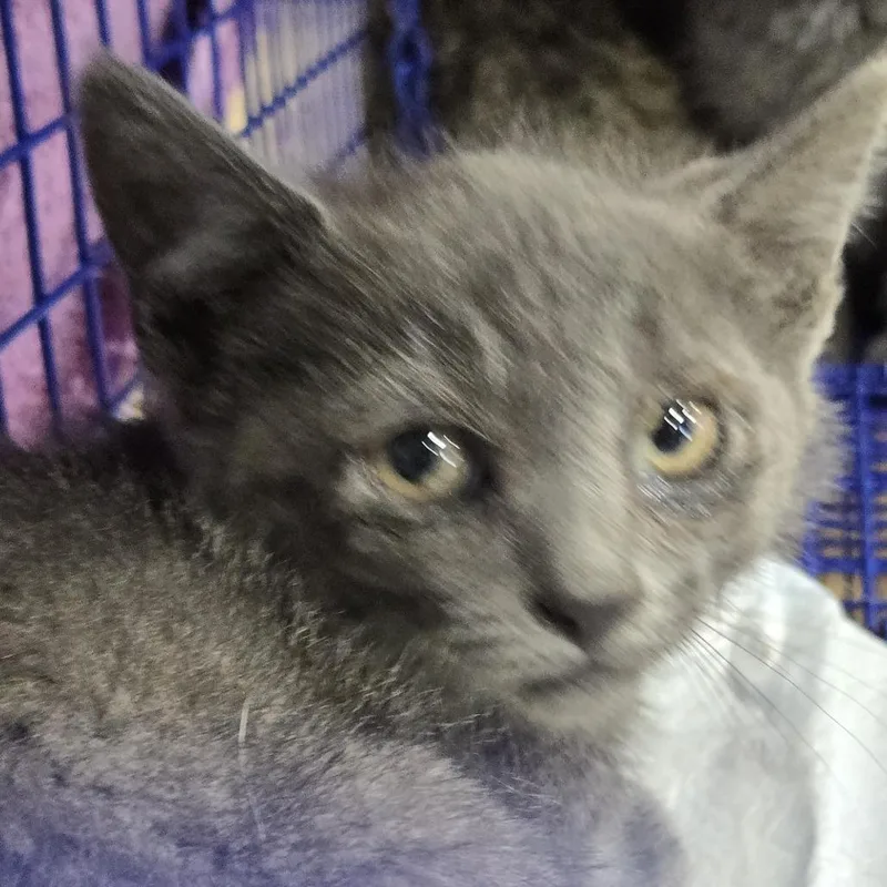 A baby small-sized male Gray / Blue / Silver Domestic Short Hair cat named Patriot for adoption in Newark, NJ