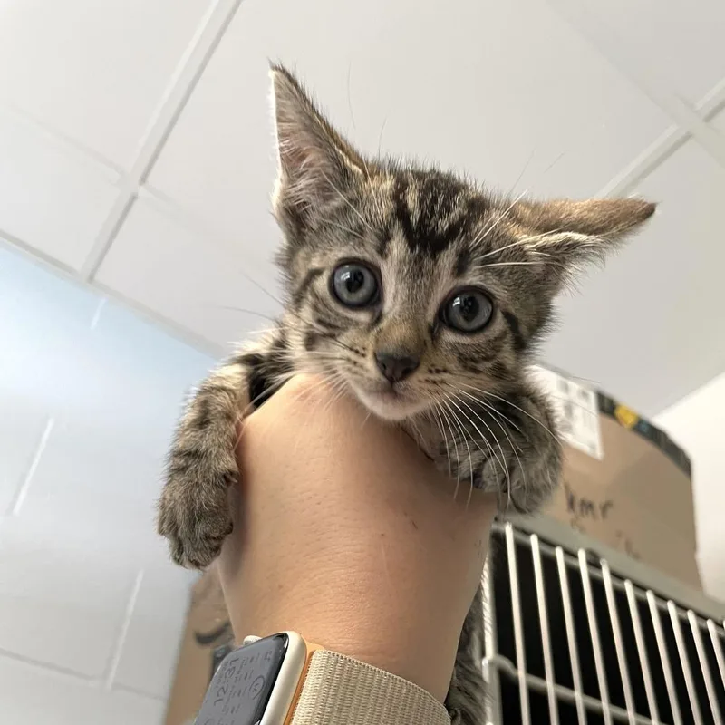 A baby small-sized female Gray / Blue / Silver Domestic Short Hair cat named Ulna for adoption in Carencro, LA