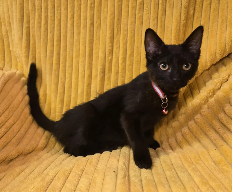 Jack Daniels thumbnail 2