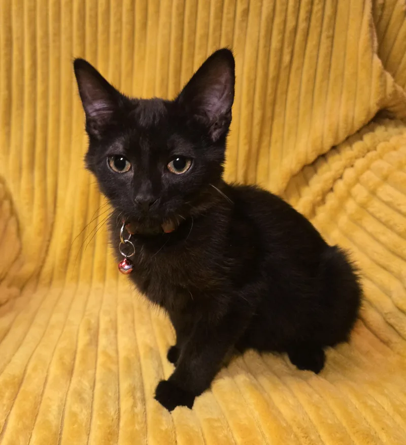 Jack Daniels thumbnail 3