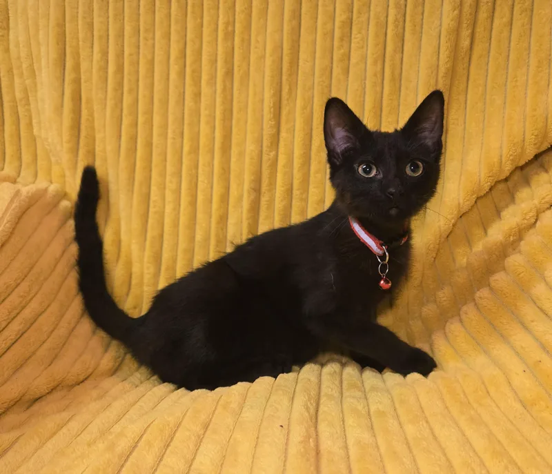 Jack Daniels thumbnail 4