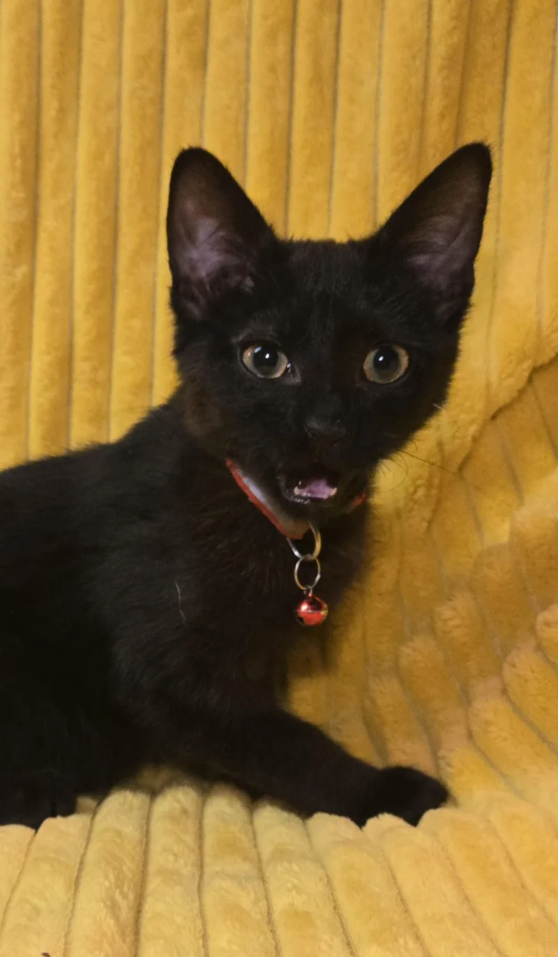 Jack Daniels thumbnail 5