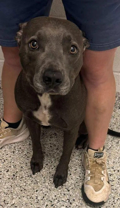 An adult large-sized male Gray / Blue / Silver Pit Bull Terrier dog named Aquarius for adoption in Kansas City, MO