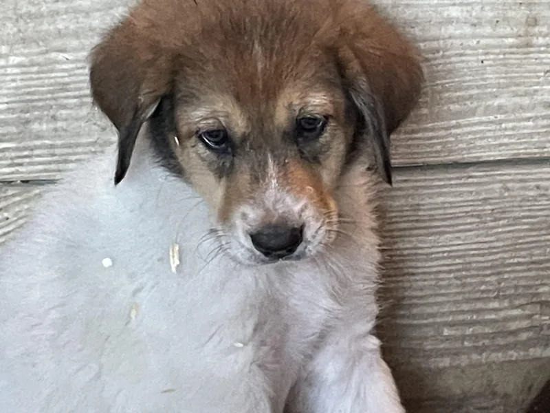 A baby large-sized female Anatolian Shepherd dog named Jessica DFW for adoption in Quinlan, TX