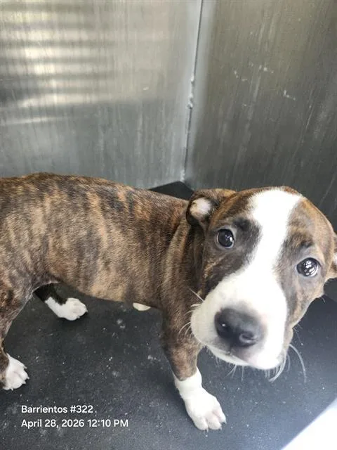 A baby small-sized male American Staffordshire Terrier dog named Peanut for adoption in San Antonio, TX