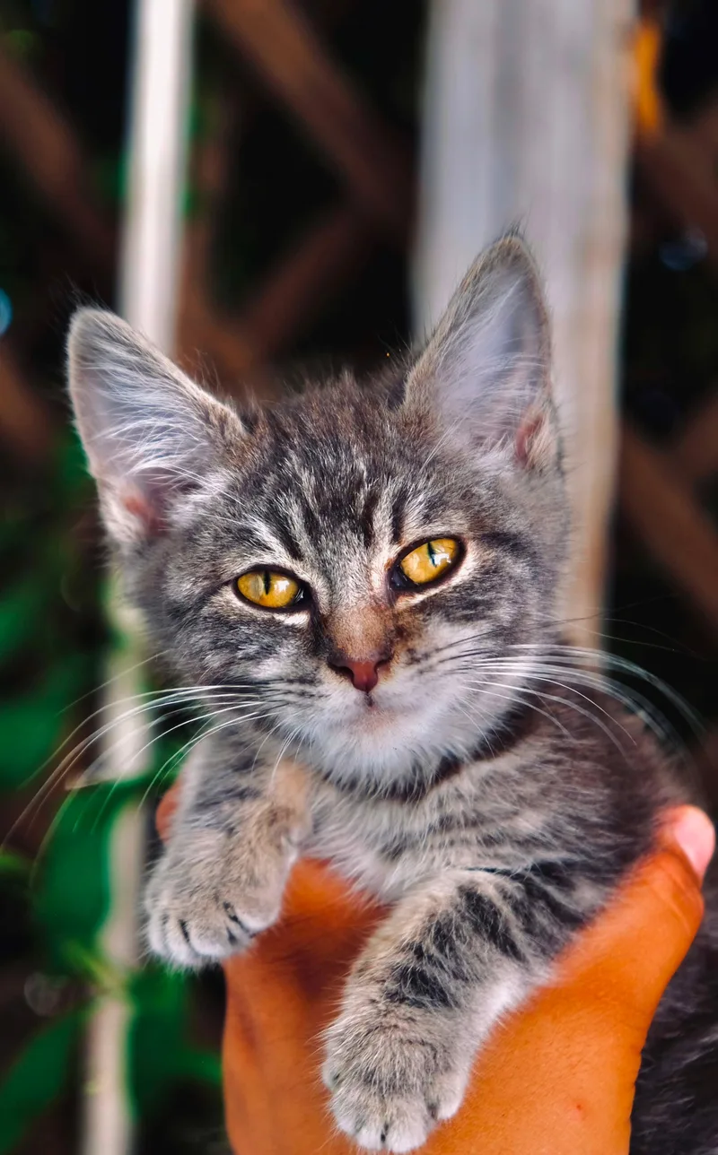 A baby small-sized female Domestic Medium Hair cat named Tibbs for adoption in San Diego, CA
