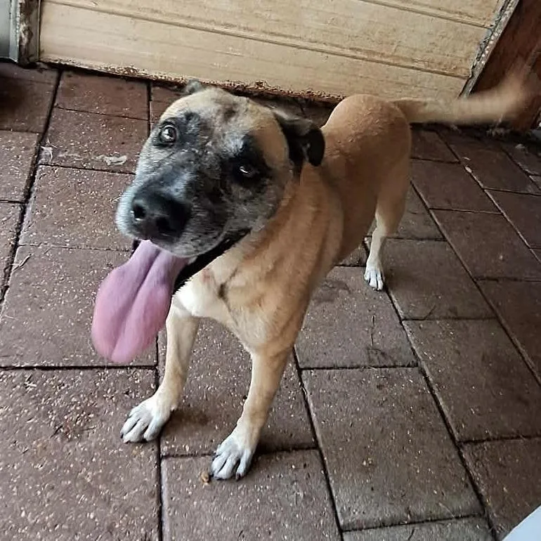 A senior medium-sized male Brown / Chocolate Mixed Breed dog named Hubble for adoption in Boaz, AL
