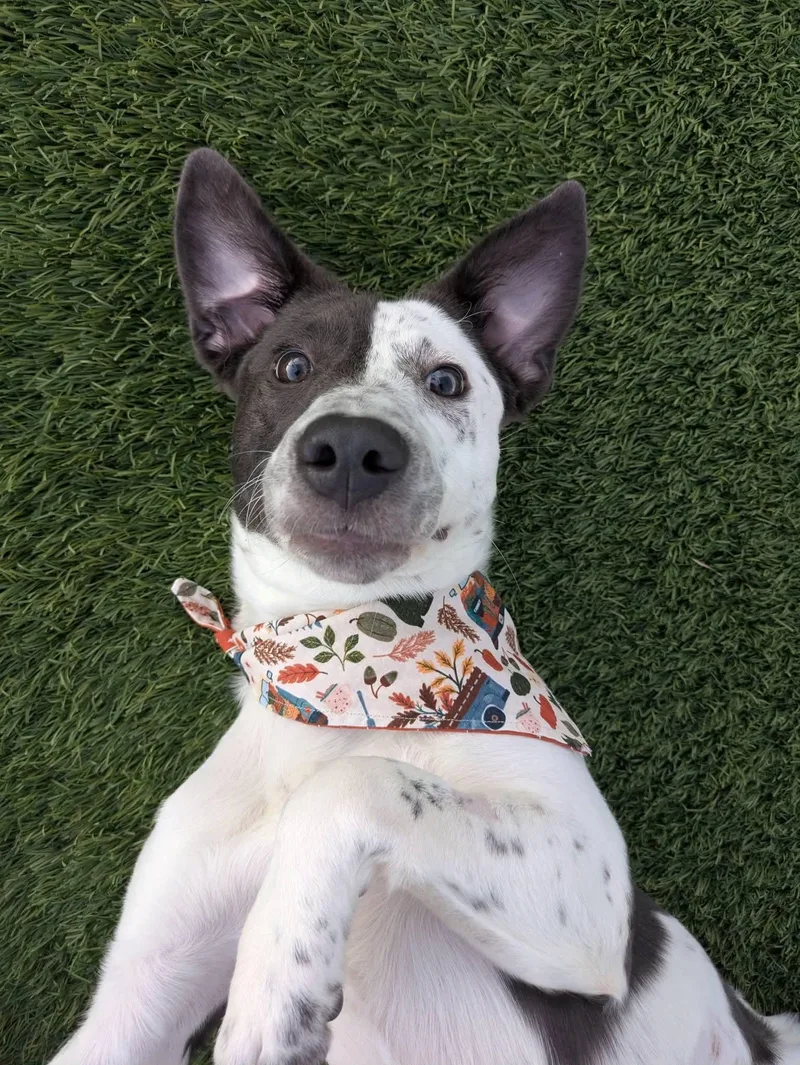A baby medium-sized female Australian Cattle Dog / Blue Heeler dog named Tessie for adoption in Cedar Rapids, IA