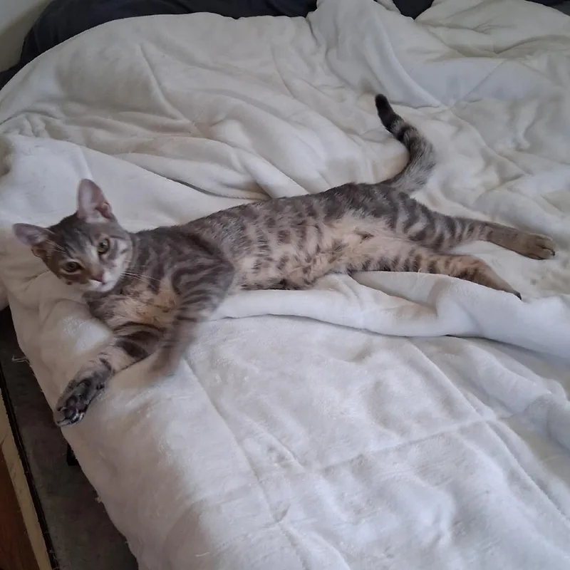 A young medium-sized male Gray / Blue / Silver Domestic Short Hair cat named Nobi for adoption in Long Beach, CA