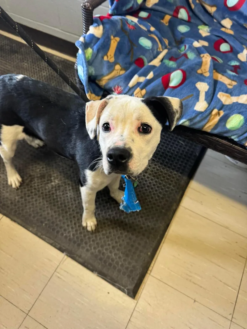 A young medium-sized female Pit Bull Terrier dog named Mouse for adoption in Hermitage, PA