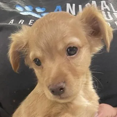 A baby small-sized male Yellow / Tan / Blond / Fawn Mixed Breed dog named Yosemite for adoption in Hemet, CA